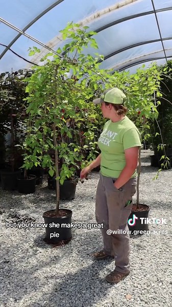 Here we go round the Weeping Mulberry tree... 🎶🎵 Kelsey is serving up some info about the Weeping Mulberry Tree so you can serve up some delicious homemade Mulberry pie! 🥧 #tree #treefacts #treefarm #gardencenter #plantcommunity #plantlife #plantnursery #plantparent #missouricheck #missouri #landscape #landscaping #homedesign #CapCut