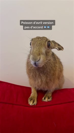 Alphonse's Decision: No Cat! 😂😂