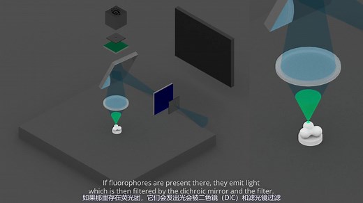 荧光和共聚焦显微镜原理基础