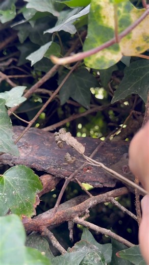 25K views · 2.6K reactions | Hand feeding the young mice grass seeds straight from the meadow this afternoon then watch when one jumps for joy | The Mouse family that live by the brambles | Facebook