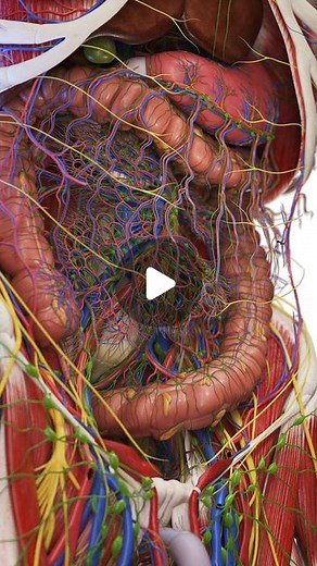 SciePro on Instagram: "Dive deep into the core of human anatomy with our 3D models of the abdomen 🚀🧠. Explore the intricate network of blood vessels, lymphatic vessels, and nerves interwoven within the abdominal cavity. Ideal for surgeons, gastroenterologists, medical students, and anyone passionate about understanding the complexities of the human body. Our models offer a comprehensive view of abdominal anatomy, key to mastering the art of diagnosis and treatment in abdominal medicine. #Abdom