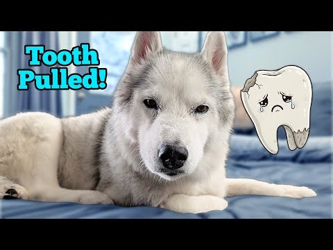 Our Senior Dog Had an Abscessed Tooth Pulled...