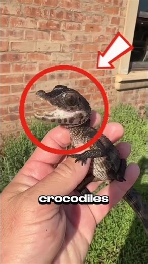 Animals That Never Stop Growing Their Whole Life