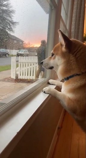 A dog watching its owner leave for work through the window