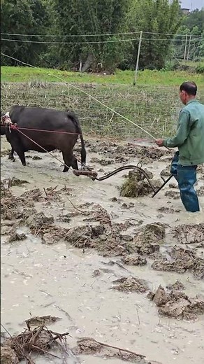 Demonstration of ox-drawn plough ploughing