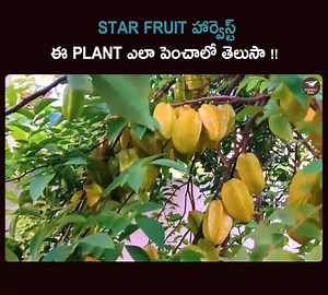 33K views · 168 reactions | Star Fruit హార్వెస్ట్ | ఈ PLANT ఎలా పెంచాలో తెలుసా !! | Ach gardening | https://www.youtube.com/watch?v=dBg0IGYETpE | Runway Reel | Facebook