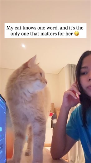 Pubity Pets on Instagram: "Garfield the orange cat lives up to her name. When she hears the word eat, she instantly becomes a different cat 🤣 Like this content? Follow @Fluffy 🐾 (🎥: Rosh via ViralHog)"