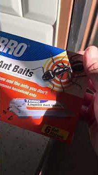 How to get rid of ants inside your house easily and quickly 🔥🐜🔥🐜🔥👍🏾