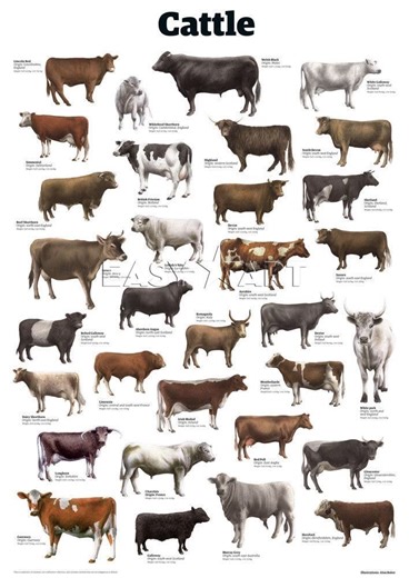 4.5K views · 26 reactions | POPULAR BREEDS OF CATTLE AND WHAT THEY'RE...