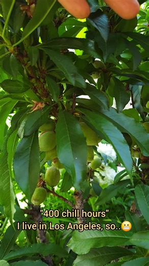 My fave fruiting tree in my garden; Pix Zee Miniature Peach Tree. #garden #gardening #cottagegarden #urbangarden #socalgarden #socal #losangeles #instagood #peach #fruit #tree #flowers #spring #foryou #fyp #foryoupage