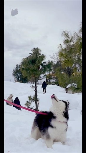 Jump level: Expert 😂❄️ #uploadyoutubeshorts #shorts