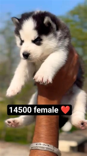 Contact 8810623046 Siberian Husky Female Puppy Available Vaccinated Trained Active#petlove#viraldog