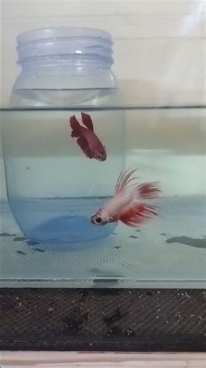 1st day betta fish breeding setup#shorts