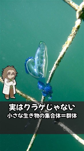 死んでも刺すカツオノエボシの雑学4選