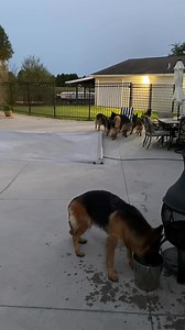 I’m not exactly sure when it happened last year but I lost my confidence with the pack being together. We had so much loss last year I think my brain is traumatized and went numb. You absolutely have to have confidence around a pack of German shepherds or they pick up on your fear and react. Some of my good friends know what I’m going through and I know I’ll get it back it just takes time and practice. I overcame the fear of putting the separated boys back together now it’s time for the girls. T