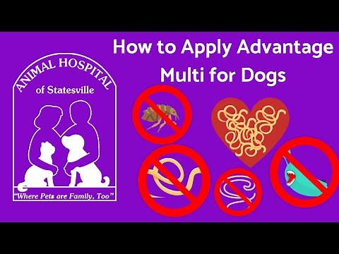 How to Apply Advantage Multi for Dogs