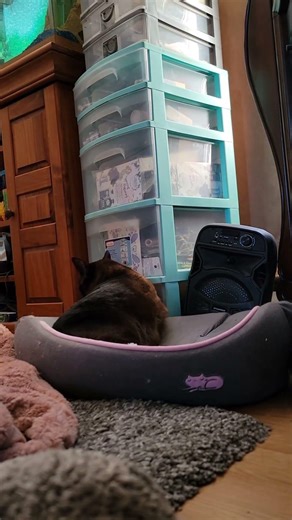 Throwing Wet Toilet Paper at Cats