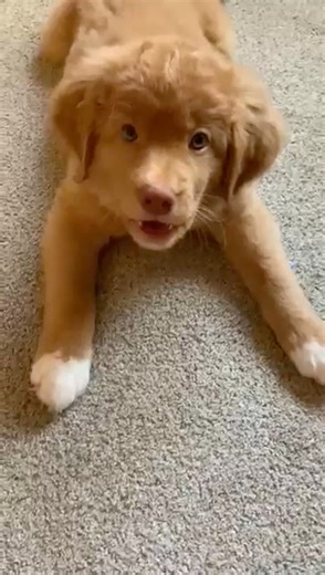 Toller Puppy Practicing His Toller Scream