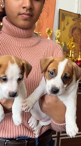 17K views · 188 reactions | Jack Russell Terrier 9994449717 #prasanth360 #jackrussell #jackrussellterrier #dogs #reels #fbreels #reelvibes #tamil #karur | Prasanth360 | Facebook