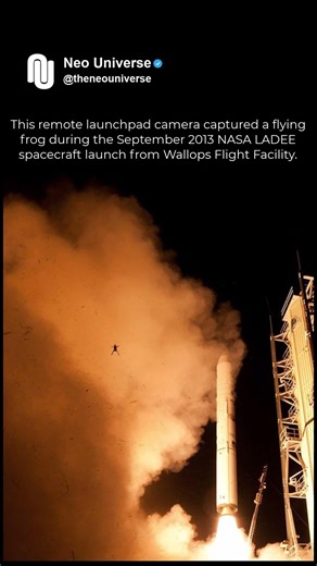 Frog Spotted During Rocket Launch
