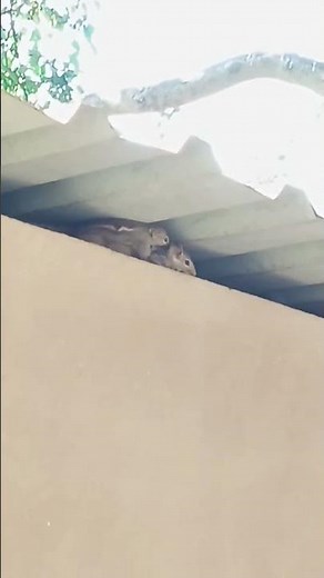 # 🌎earth discoveries[🐿🐿 squirrel mating]