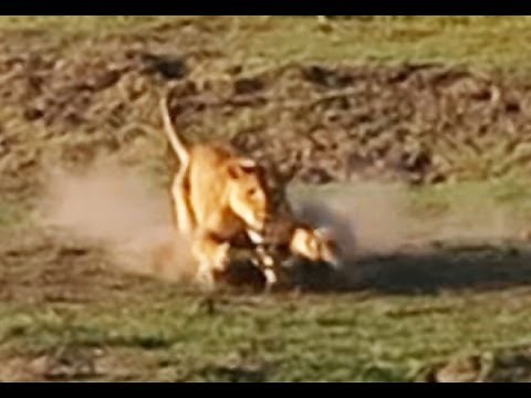 Lion Kills Crocodile and Then Doesn't Want to Share - Latest Wildlife Sightings