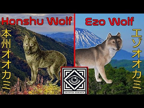 The Lost Wolves of Japan | Extinct or Alive?