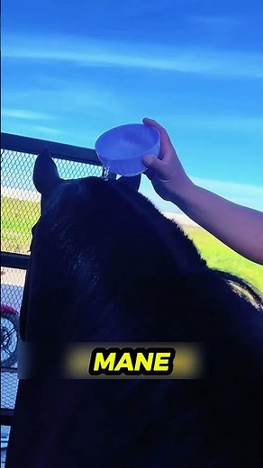 Why Do Working Horses Have Their Manes Shaved? 🐴✂️ #horse #animals #drafthorse #stallion #romania