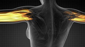 Human Muscle Anatomy Stock Footage Video (100% Royalty-free) 1028173787 | Shutterstock