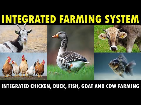 Integrated CHICKEN, DUCK, FISH, GOAT and Cow Farming | Integrated Farming System
