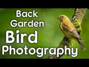 Improve your back garden bird photography