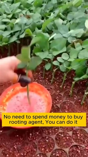 2.4K views · 15 reactions | Irrigation formula helps plants grow strongly #planting #gardenhacks #gardeninspiration #gardeningtips #planthacks | Gardening Lab | Facebook