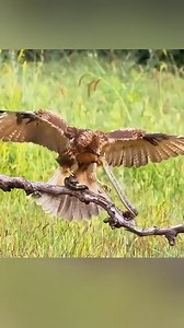 3.9M views · 10K reactions | Eagle VS Snake. #eagle #vs #snake #bird #birds #birdlife #birdphotography #birdlove #birdlover #bird | Hashtag Birds | Facebook