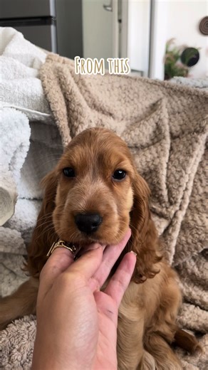 Transformation of a Cocker Spaniel Puppy in 8 Months