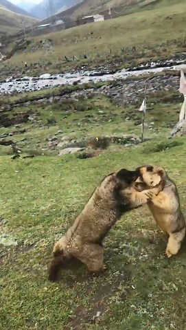POV: Witnessing the ultimate backyard wrestling match between two groundhogs who clearly have a major beef
