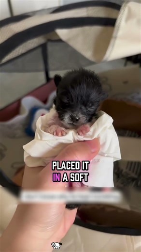 Abandoned Seconds After Birth, But One Girl Refuse🐶#shorts #dog