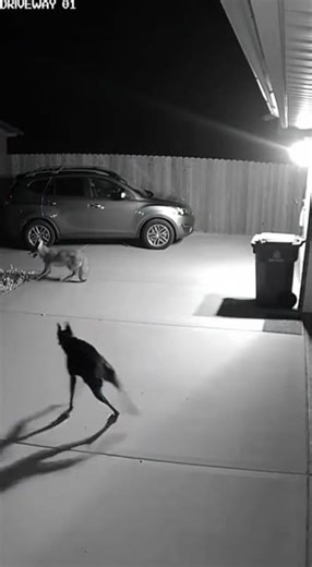 Doberman vs Coyote