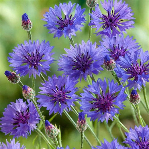 Buy Siberian Gentian Flower Seeds Online in India - Etsy