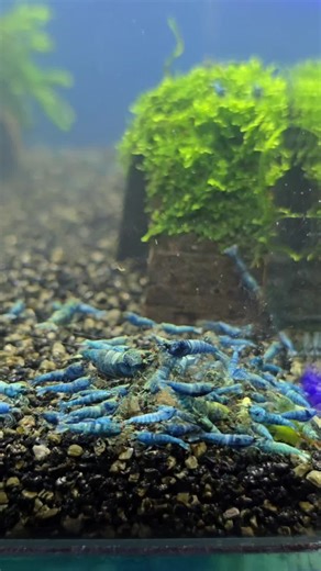 Under water 💧 World 🌎 At Best Aquarium Shrimps UK 🇬🇧 👌 #shrimp #worldwide #tank #aquarium #best