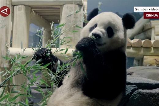 Dua panda raksasa asal China tiba di Washington DC - ANTARA News