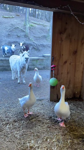 Shout out for a 60 degree day in February!!! What?!? The animals are all worked up! | Hope Haven Farm Sanctuary