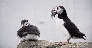 4K views · 115 reactions | We want to see puffins with their beaks...