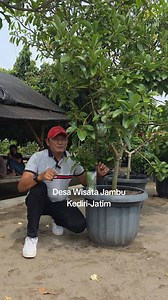 60K views · 1.1K reactions | ALPUKAT HARUS DGN MEDIA TANAM YANG BENAR Admin Bibit 081334148034/081556471830 | Agus Joko Susilo | Facebook