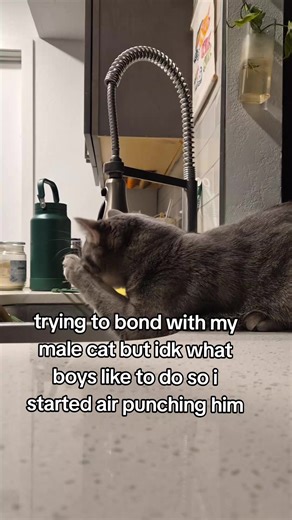 Ways to Bond with Your Male Cat