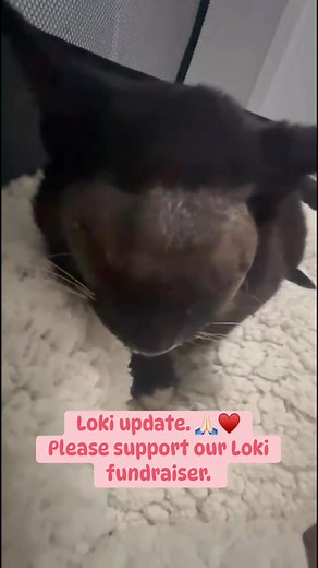 💛 Loki Update 💛 We need your help to finish what we started for brave gorgeous Loki. ❤️ We’re currently 51% of the way to paying off Loki's vet bill, and every donation, big or small, helps us continue saving cats like him. 📍Donate here: https://kittie-kat-rescue-inc.mygiveeasy.com/help-loki-heal-1/donate For those who haven’t met Loki yet, you can scroll below to read his story, but here’s where things are at now. Loki recently had his big surgery, and we’re so relieved to share that he’s re
