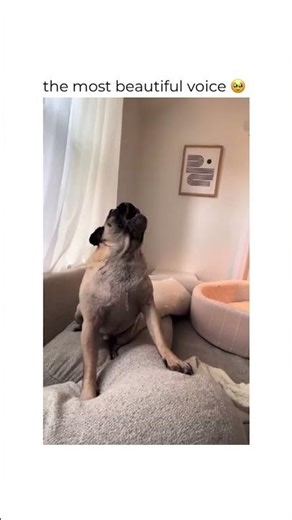 Woofs, Wags & Giggles