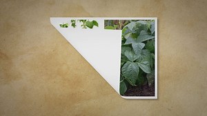 Pole Beans Or Bush Beans: Which Should I Be Growing?