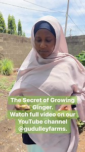 141K views · 3.2K reactions | Want to Grow Ginger in your Home Garden or in your Farm? Check our easy step-by-step guide from seed selection to harvest on our YouTube channel Gudulley Farms. https://youtu.be/As1ugkGo54k?si=M6niNAtnkCUsqBcF https://youtu.be/B-yl3raz36A?si=vsGwcYdWvbbx0JkL #gudulleyfarms #growwithgudulleyfarms #nomaagida #nomancikingida #ginger #growginger #citta #nomancitta | Gudulley Farms | Facebook