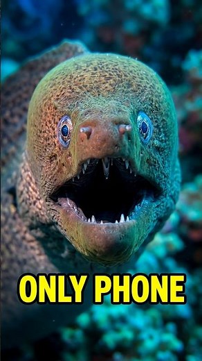 What a smartphone can capture underwater... 😳 #divevolk #smartphone #underwater #uwacam #ocean