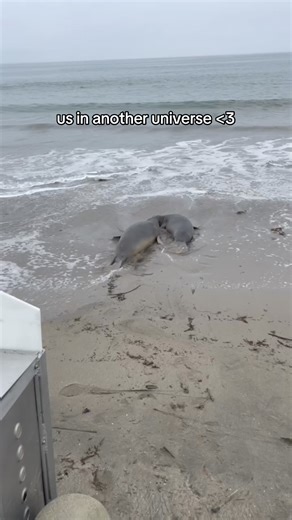1.8K views · 42 reactions | 凉Us in another universe if we were rescued elephant seals, who were rehabilitated in the same pen, and finally released back to the wild together. | Marine Mammal Care Center Los Angeles | Facebook